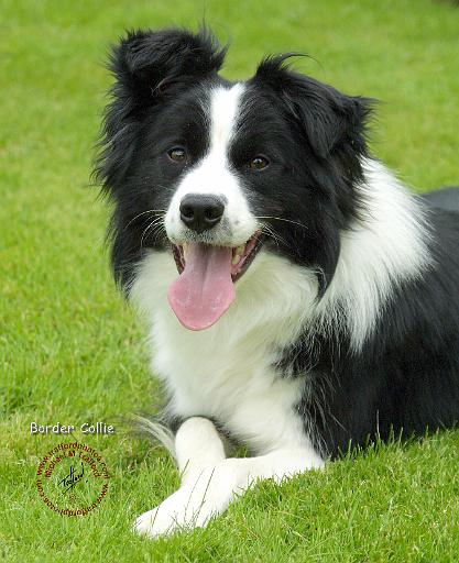 Border Collie 9A014D-25.JPG